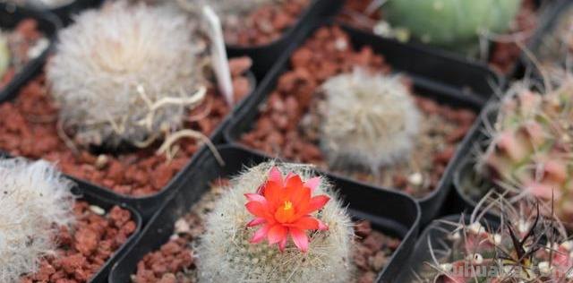 养仙人球最简单，换盆、过冬都难不倒它，堪称“养不死的盆栽”