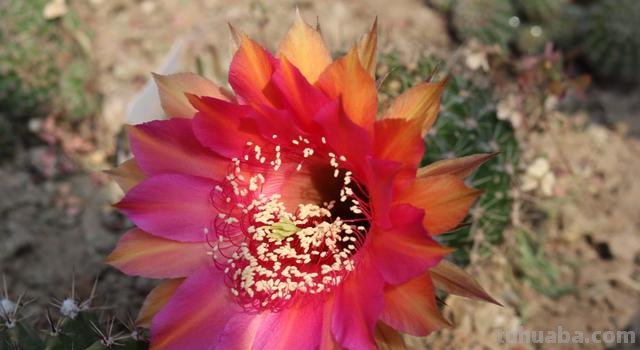 养仙人球最简单，换盆、过冬都难不倒它，堪称“养不死的盆栽”