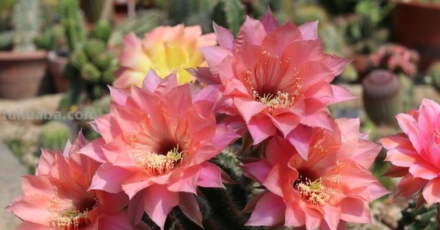 养仙人球最简单，换盆、过冬都难不倒它，堪称“养不死的盆栽”