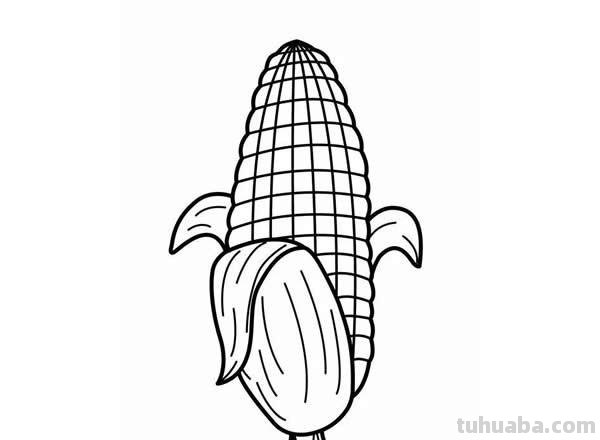 每天学一幅简笔画-一大波蔬菜简笔画图片大全
