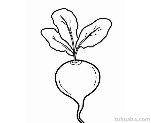 每天学一幅简笔画-一大波蔬菜简笔画图片大全