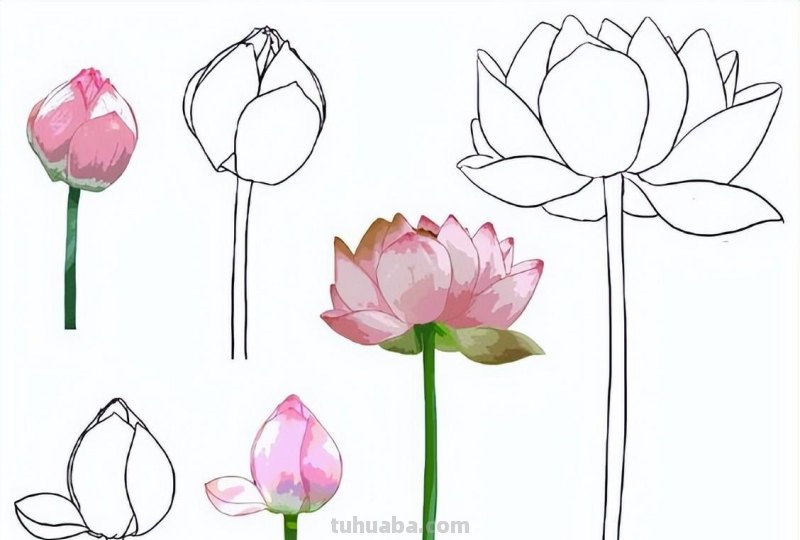 9种不同花卉的画法，适合临摹