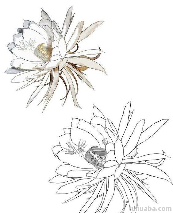 9种不同花卉的画法，适合临摹