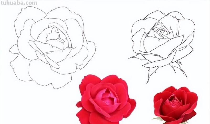 9种不同花卉的画法，适合临摹