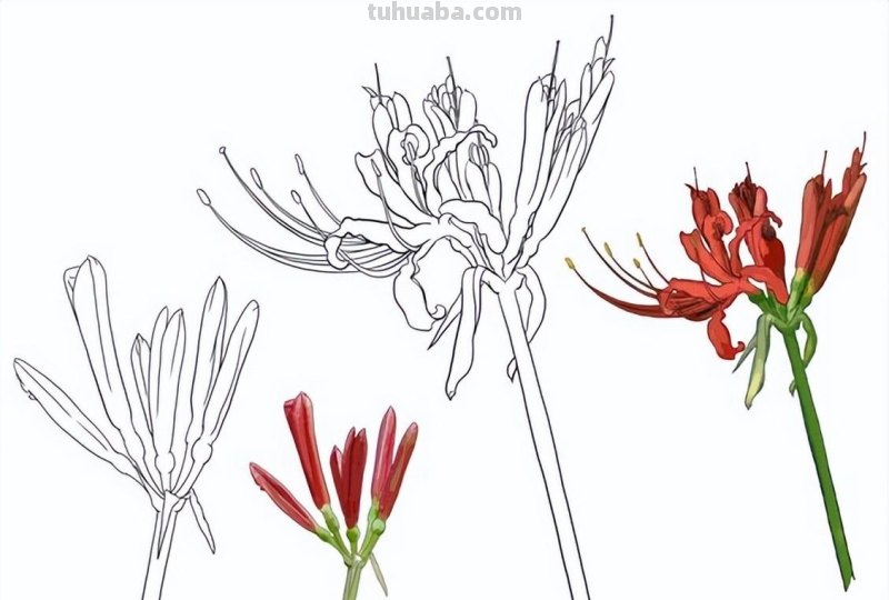 9种不同花卉的画法，适合临摹