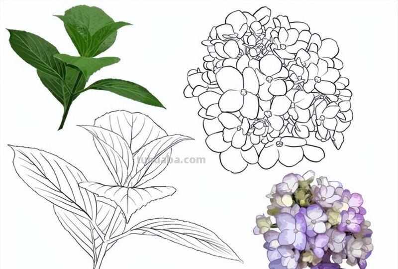 9种不同花卉的画法，适合临摹