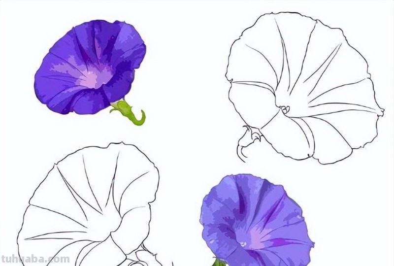 9种不同花卉的画法，适合临摹