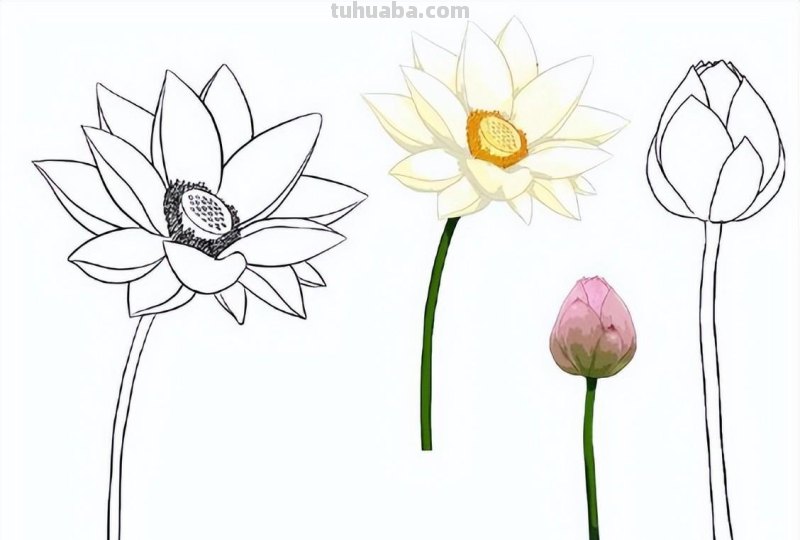 9种不同花卉的画法，适合临摹