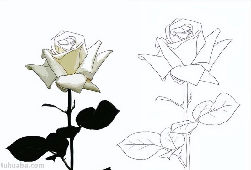 9种不同花卉的画法，适合临摹