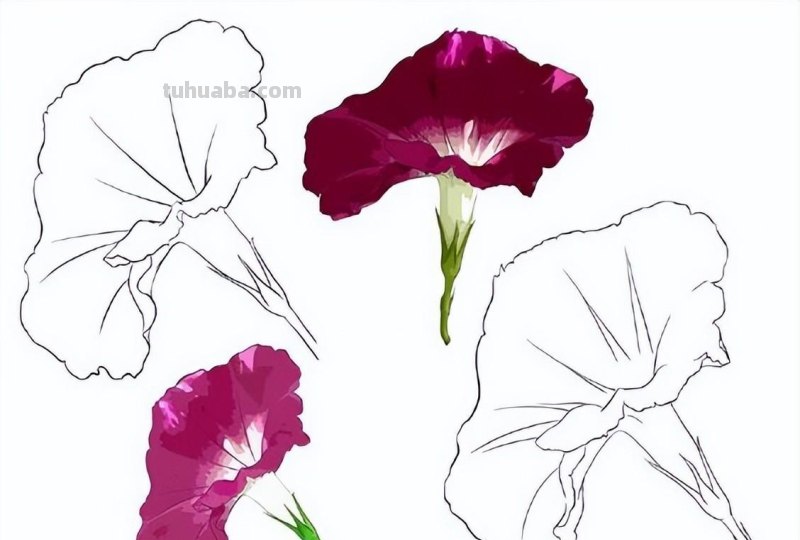 9种不同花卉的画法，适合临摹