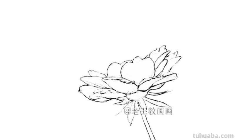 彩铅花卉教程，6步教你画一朵花