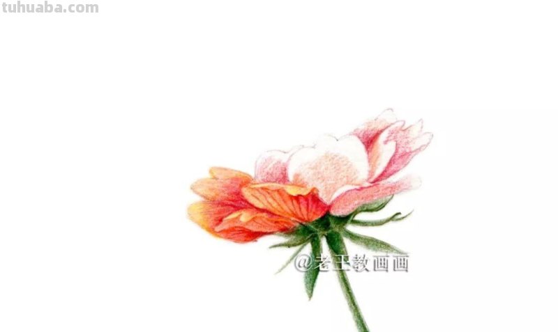 彩铅花卉教程，6步教你画一朵花