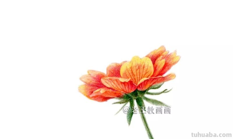 彩铅花卉教程，6步教你画一朵花