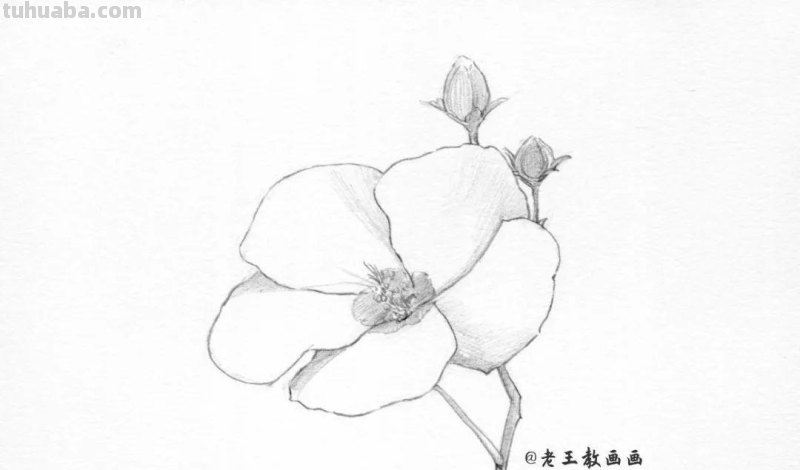 上班那么累，教你画一朵花，放松一下心情