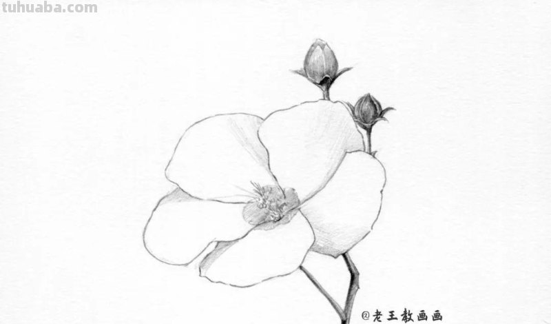 上班那么累，教你画一朵花，放松一下心情