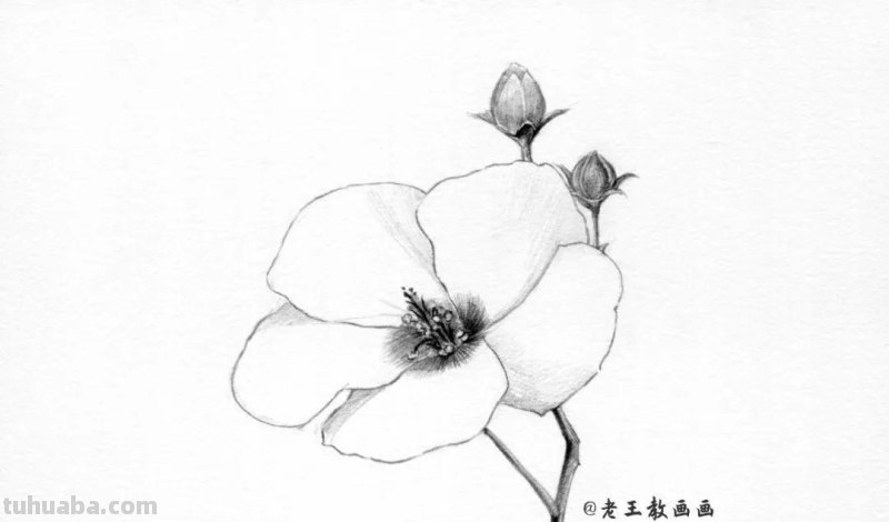 上班那么累，教你画一朵花，放松一下心情