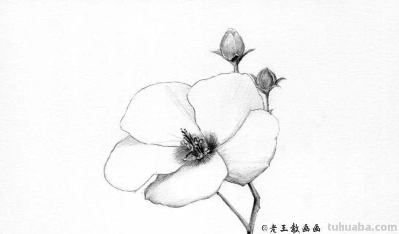 上班那么累，教你画一朵花，放松一下心情