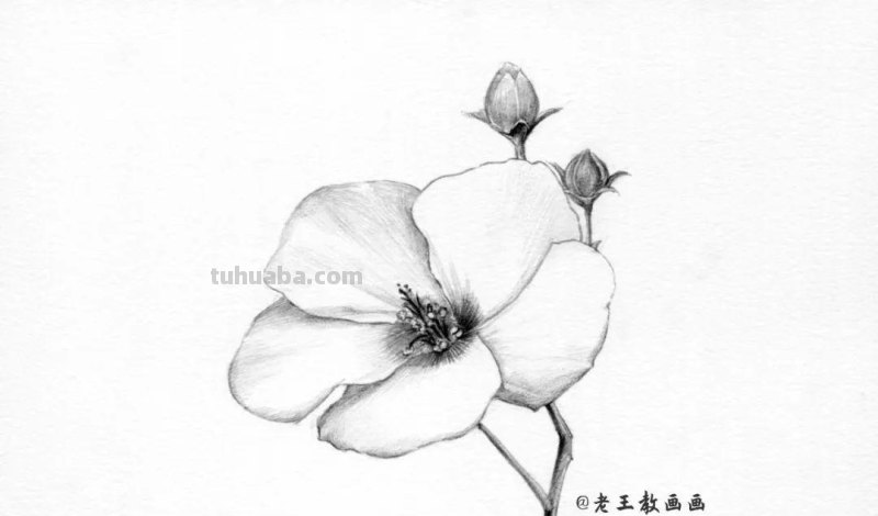 上班那么累，教你画一朵花，放松一下心情