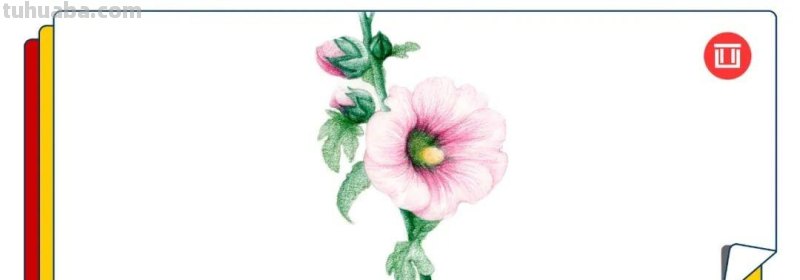 1天不画就手痒!画花真的会上瘾,教你画蜀葵花 1天不画就手痒!画花真的会上瘾,教你画蜀葵花