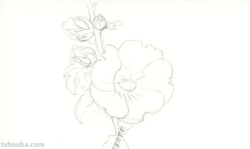 1天不画就手痒!画花真的会上瘾,教你画蜀葵花 1天不画就手痒!画花真的会上瘾,教你画蜀葵花