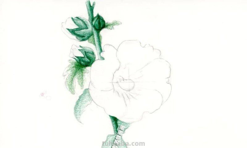 1天不画就手痒!画花真的会上瘾,教你画蜀葵花 1天不画就手痒!画花真的会上瘾,教你画蜀葵花