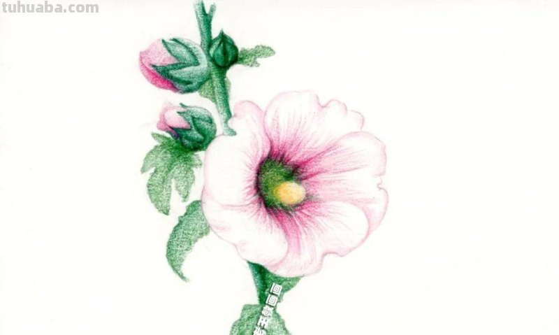 1天不画就手痒!画花真的会上瘾,教你画蜀葵花 1天不画就手痒!画花真的会上瘾,教你画蜀葵花