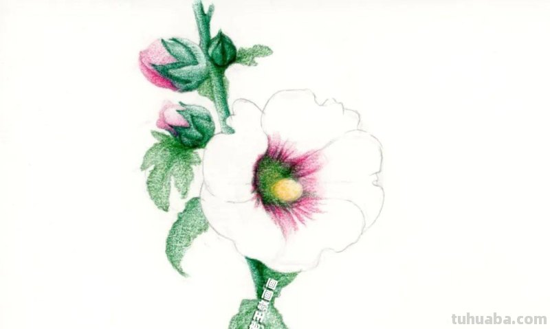 1天不画就手痒!画花真的会上瘾,教你画蜀葵花 1天不画就手痒!画花真的会上瘾,教你画蜀葵花