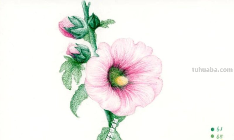 1天不画就手痒!画花真的会上瘾,教你画蜀葵花 1天不画就手痒!画花真的会上瘾,教你画蜀葵花