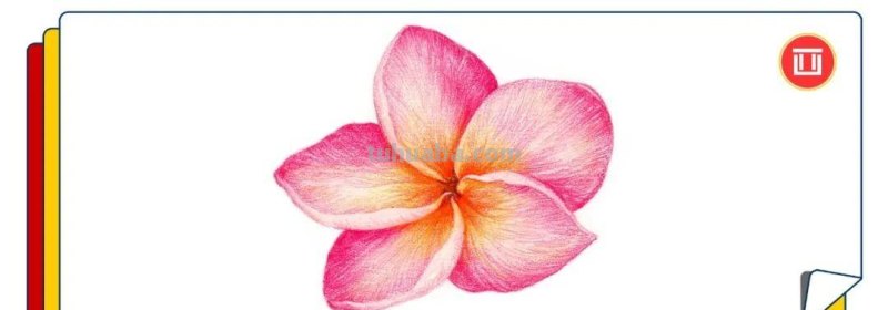 彩铅详细过程，教你画一朵花卉