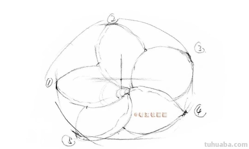 彩铅详细过程，教你画一朵花卉