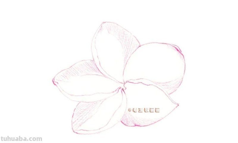 彩铅详细过程，教你画一朵花卉