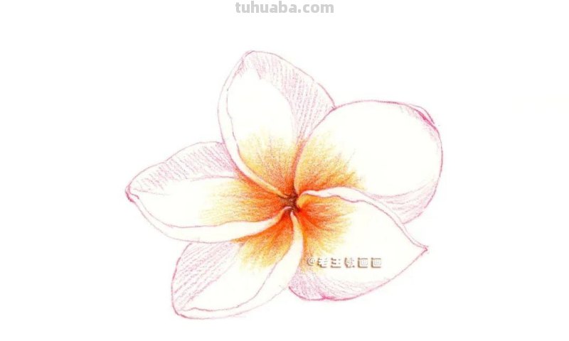 彩铅详细过程，教你画一朵花卉