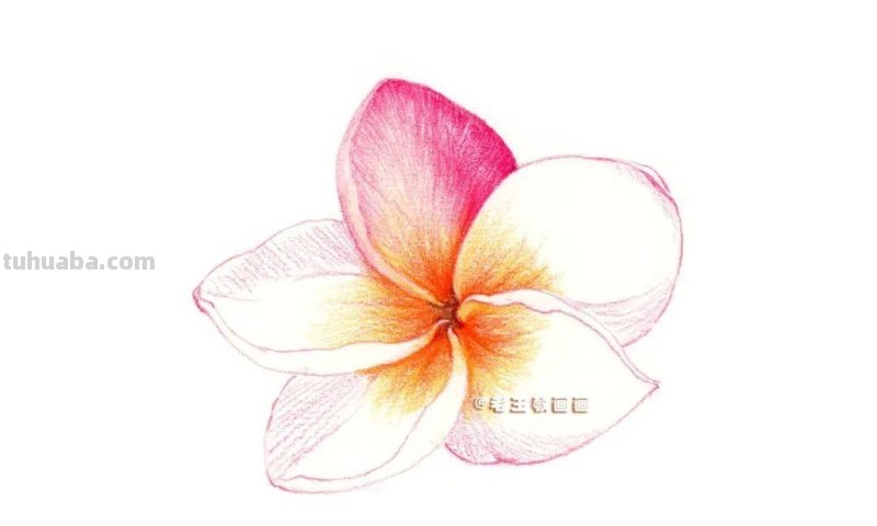 彩铅详细过程，教你画一朵花卉