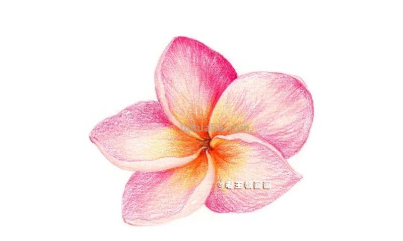 彩铅详细过程，教你画一朵花卉