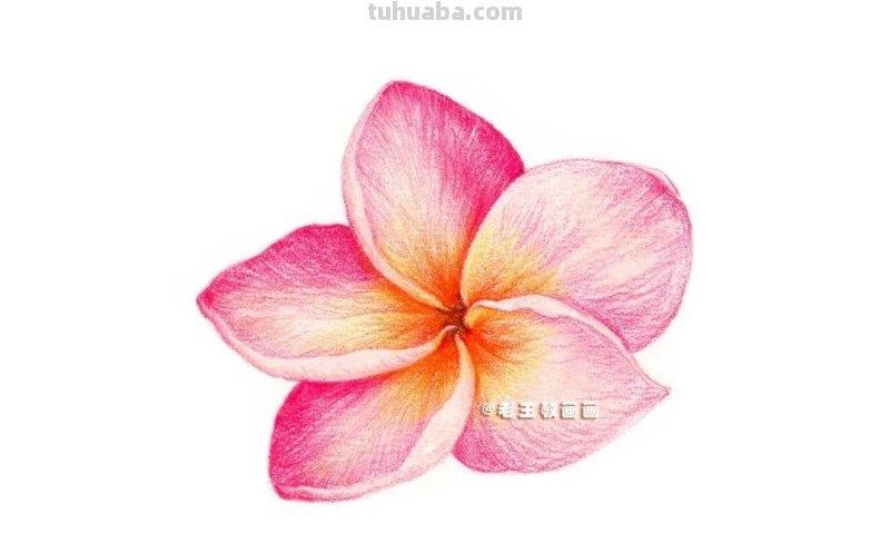 彩铅详细过程，教你画一朵花卉