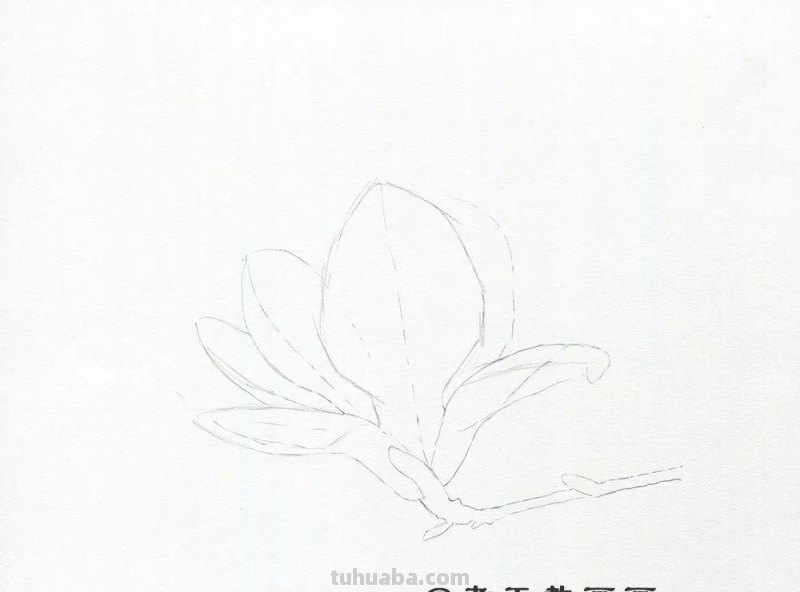 玉兰花太美了，网友：用彩铅画出来更美