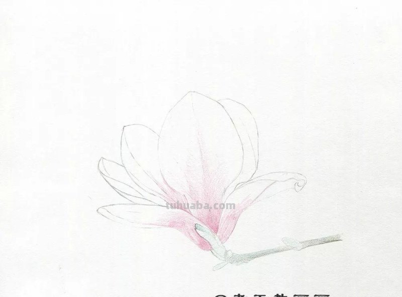 玉兰花太美了，网友：用彩铅画出来更美