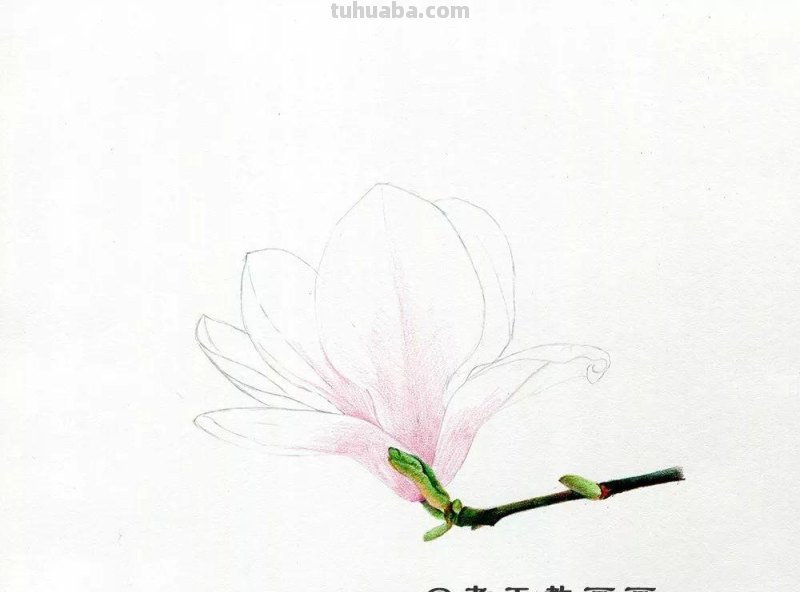 玉兰花太美了，网友：用彩铅画出来更美