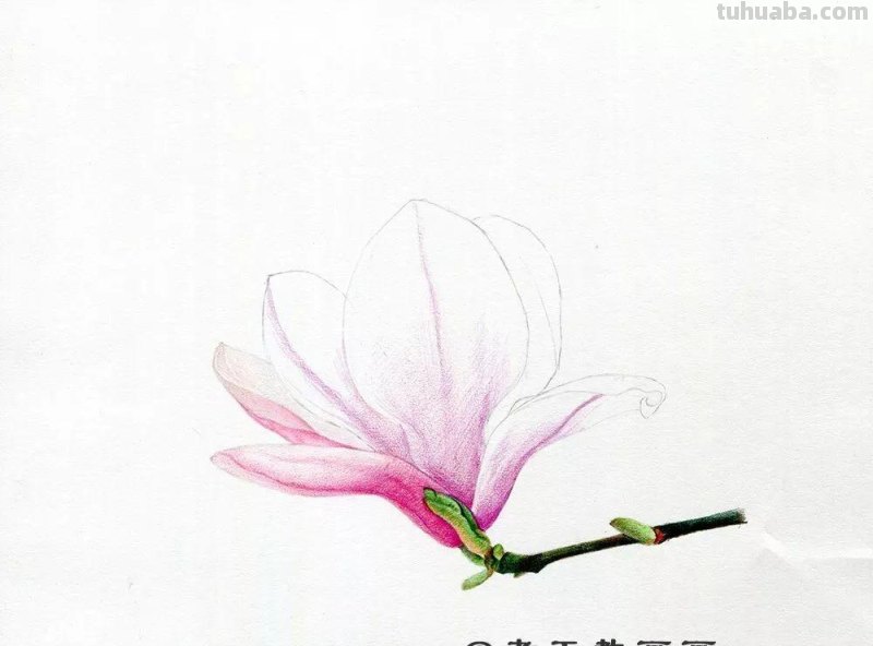 玉兰花太美了，网友：用彩铅画出来更美