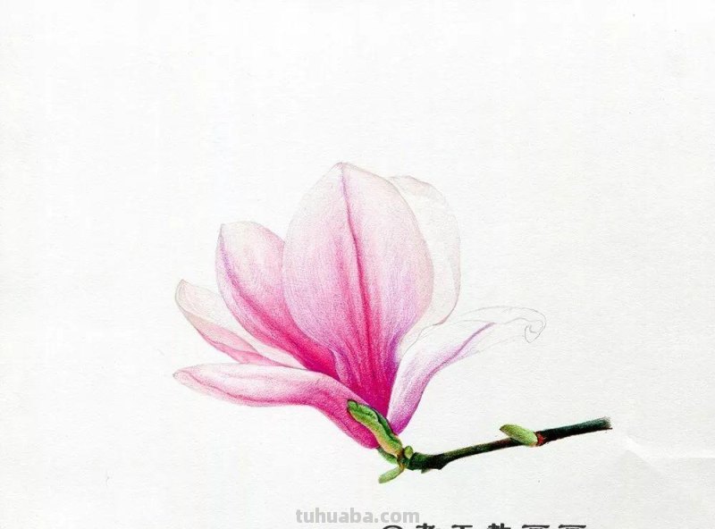 玉兰花太美了，网友：用彩铅画出来更美