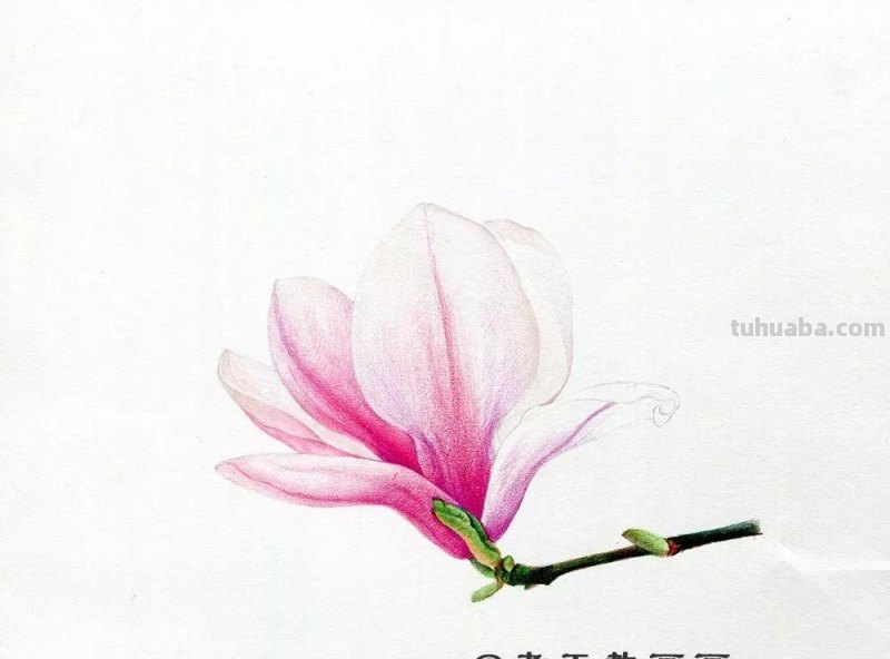 玉兰花太美了，网友：用彩铅画出来更美