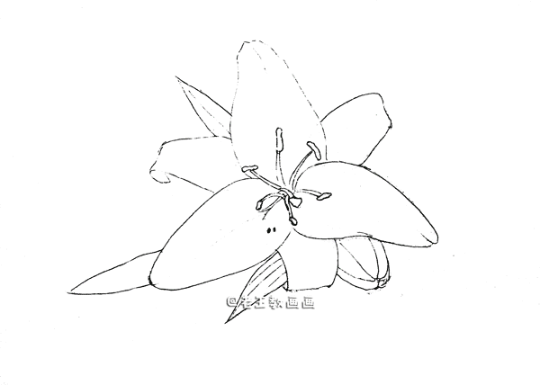 最美不过百合花，手把手教你画