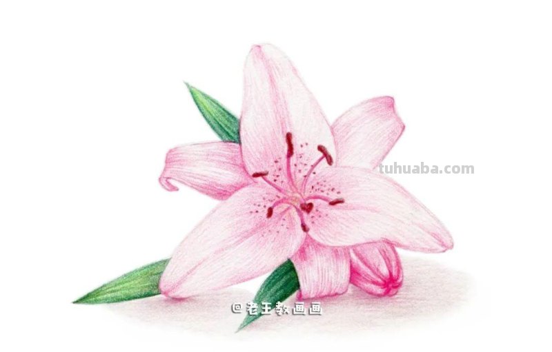 最美不过百合花，手把手教你画