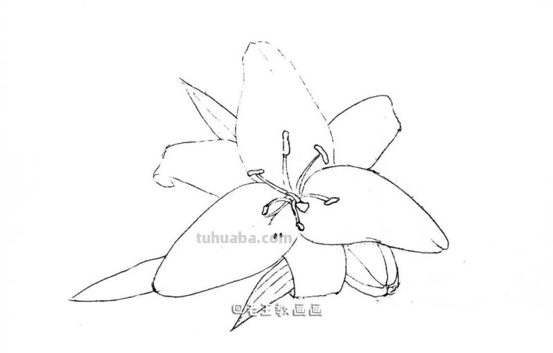 最美不过百合花，手把手教你画