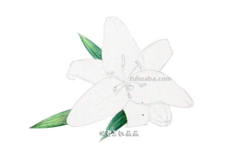 最美不过百合花，手把手教你画