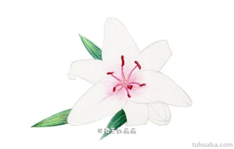 最美不过百合花，手把手教你画
