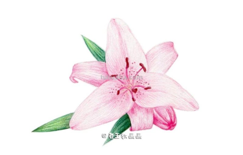 最美不过百合花，手把手教你画