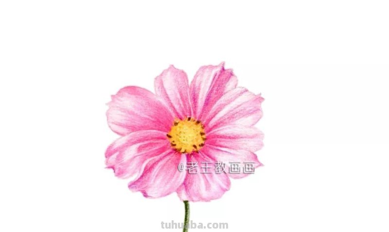 零基础小白也能画彩铅，教你画一朵小菊花