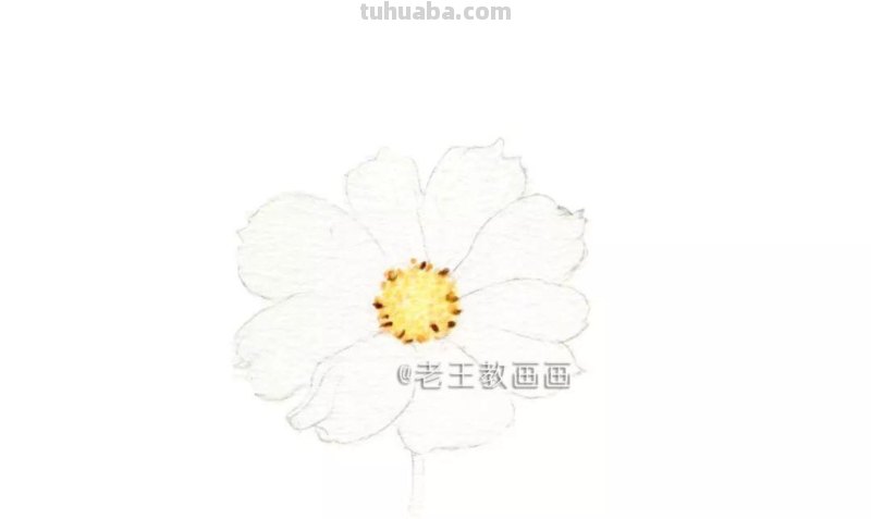 零基础小白也能画彩铅，教你画一朵小菊花