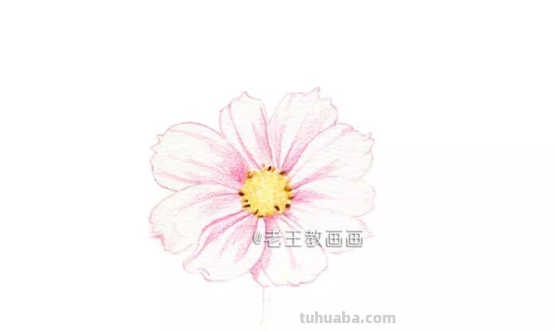 零基础小白也能画彩铅，教你画一朵小菊花